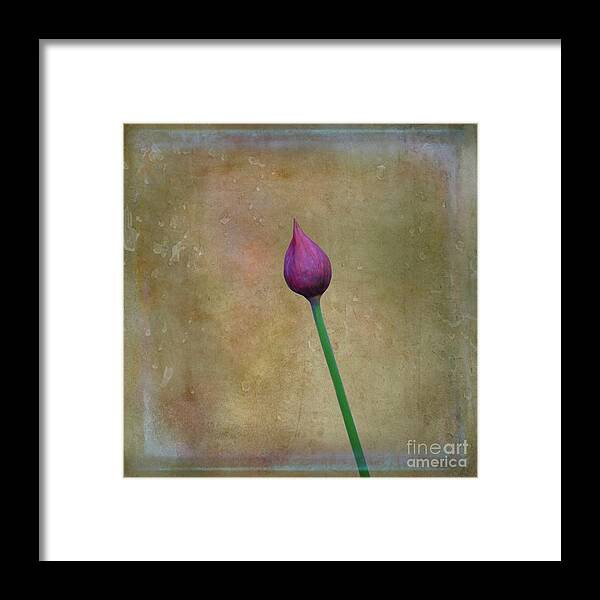 Flower Framed Print featuring the photograph Chive Bud by Yvonne Johnstone