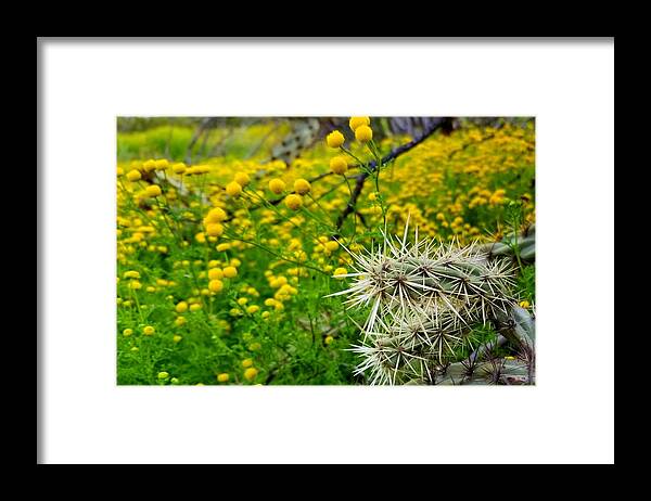 Cholla Abrupt Framed Print featuring the photograph Cholla Abrupt by Gene Taylor