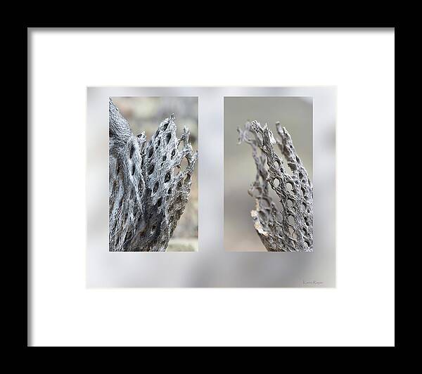 Cholla Framed Print featuring the photograph Cholla skeleton by Phil And Karen Rispin