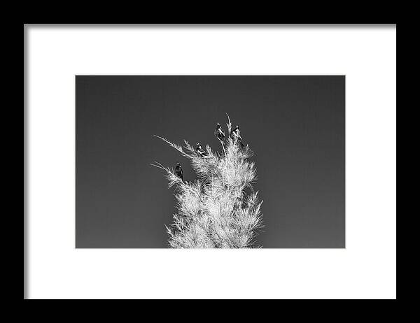 Black And White Framed Print featuring the photograph Magpie Chorus by Ari Rex