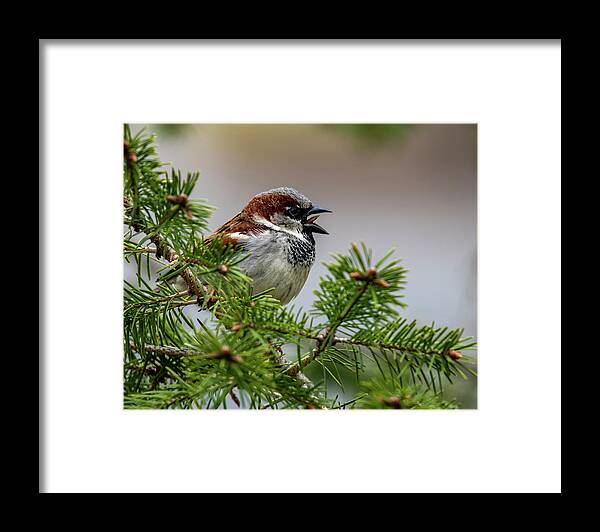 Bird Framed Print featuring the photograph Chirp by Cathy Kovarik