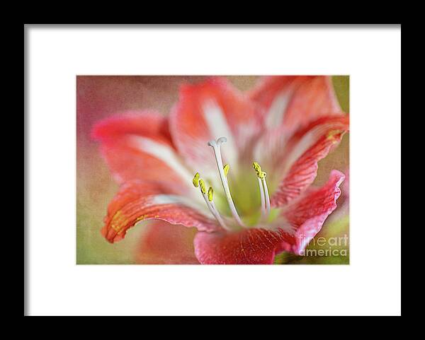 Pink Framed Print featuring the photograph Christmas Flower by Amy Dundon