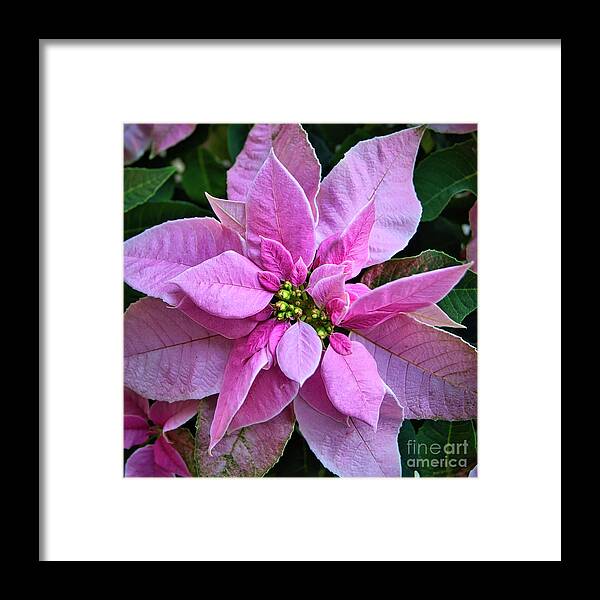 Holiday Framed Print featuring the photograph Christmas Poinsettia by Amy Dundon
