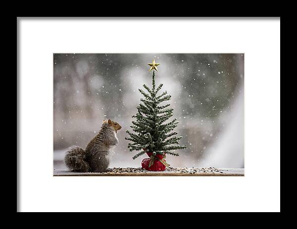 Christmas Squirrel Find The Magic Framed Print featuring the photograph Christmas Squirrel Find The Magic by Terry DeLuco