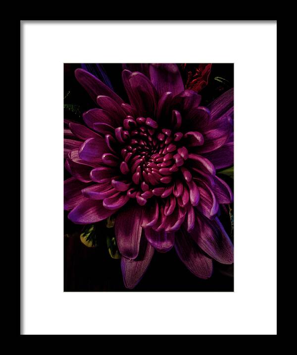 Chrysanthemum Framed Print featuring the photograph Chrysanthemum I by Tometta Pouncie