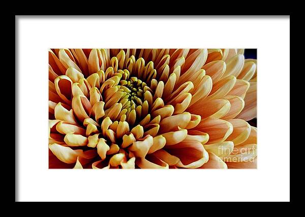 Art Framed Print featuring the photograph Golden Fall Chrysanthemum by Jeannie Rhode