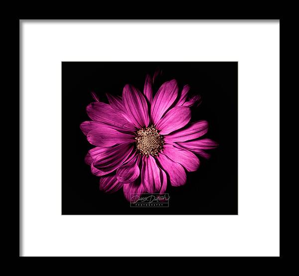 Magenta Flower Framed Print featuring the photograph Chrysanthemum by Darcy Dietrich
