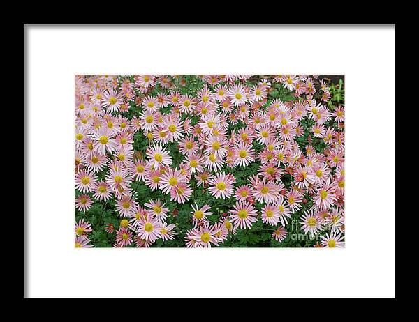 Chrysanthemum Framed Print featuring the photograph Chrysanthemum Hillside Apricot Flowers by Tim Gainey