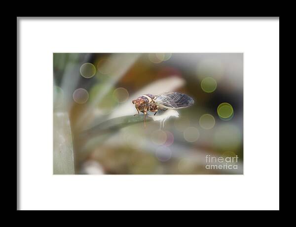 Cicada Framed Print featuring the photograph Cicada on Pineapple Tree in Summer Light by Colleen Cornelius