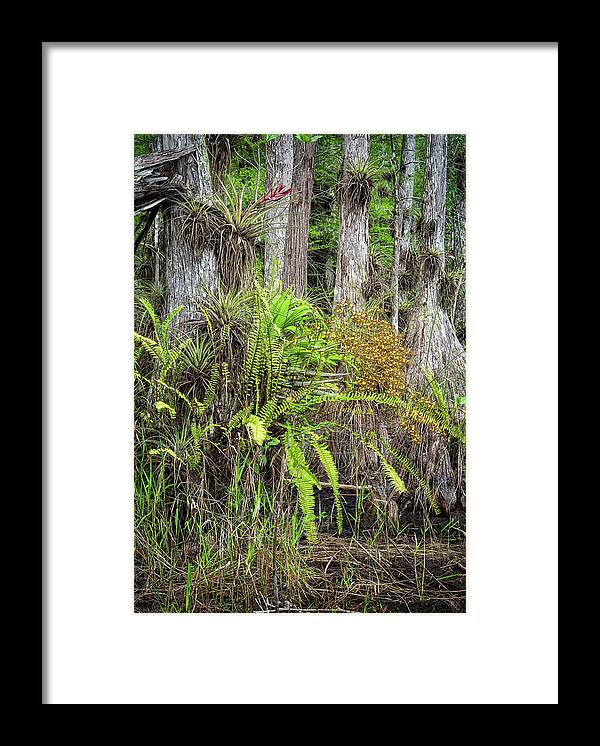 Big Cypress National Preserve Framed Print featuring the photograph Cigar Orchid Side Profile by Rudy Wilms