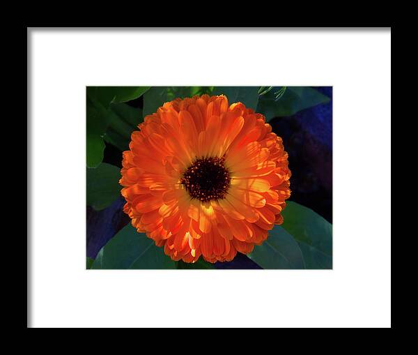 Beautiful Framed Print featuring the photograph Circular Orange Blossom by David Desautel