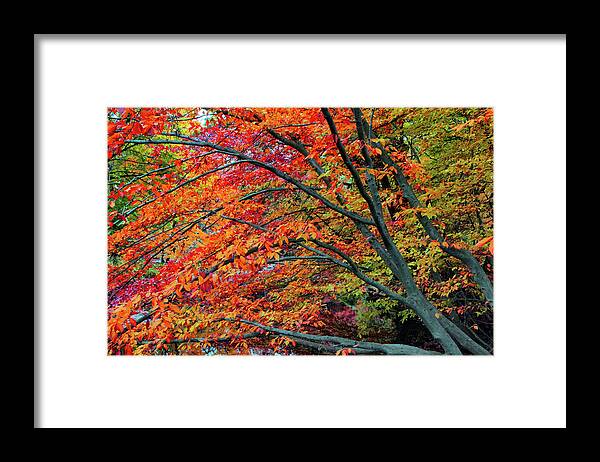 Autumn Framed Print featuring the photograph Flickering Foliage by Jessica Jenney