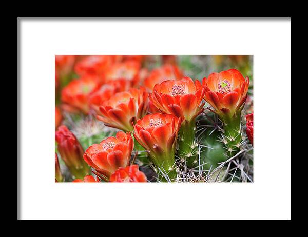 Claret Cup Cactus Framed Print featuring the photograph Claret Cup Orange by Eggers Photography