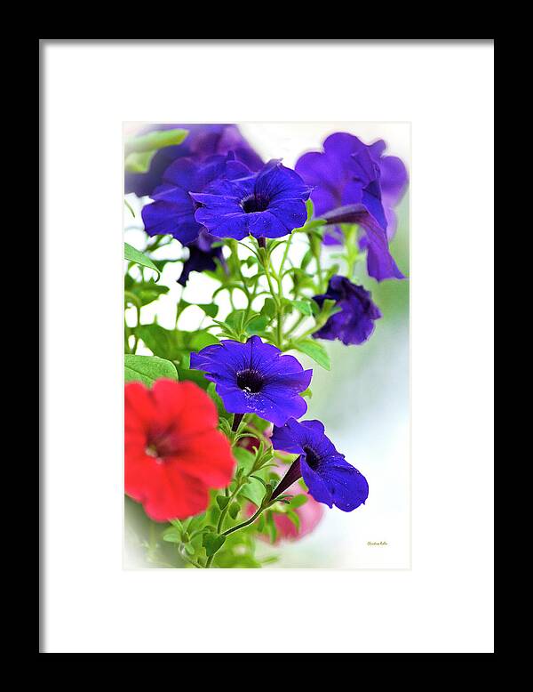 Flowers Framed Print featuring the photograph Classic Petunia Flowers by Christina Rollo