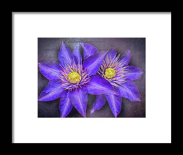 Clematis Framed Print featuring the photograph Clematis by Bill Barber