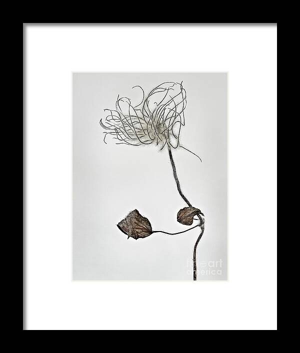 Seed Head Clematis Expressionistic Impersonation Uplifting Metaphoric Figurative Interpretative Singular Impression Evocative Intrigue Minimalism Minimalist Peculiar Simplicity Simple Creative Associative Impressions Contemporary Emotional Spiritual Happy Elegance Expressive Stylish Charming Aesthetic Poetic Funny Thoughtful Meaningful Conceptual Sentimental Solo Hair Human Character Quirky Eccentric Provocative Weird Pastel Watercolour Drawing Elegant Fantasy Delicate Gentle Bestseller Hands Framed Print featuring the photograph Morning Hair Style, Clematis by Tatiana Bogracheva