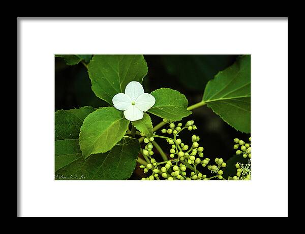 Flowers Framed Print featuring the photograph Climbing Hydrangea by David Lee