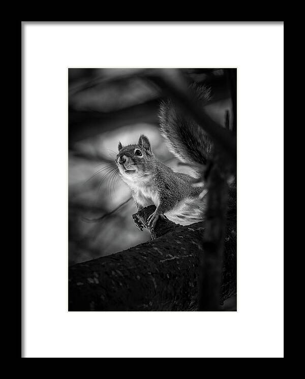 Animal Framed Print featuring the photograph Climbing The Pine by Bob Orsillo