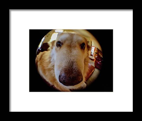  Framed Print featuring the photograph Close In Doggy by Brad Nellis