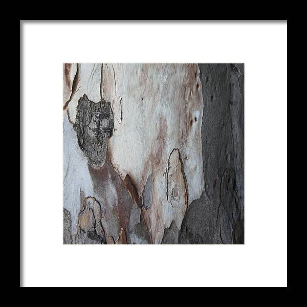 Eucalyptus Framed Print featuring the painting Close Up Abstract Of Blue Grey and Brown Bark by Taiche Acrylic Art