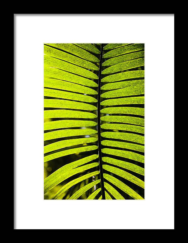 Natural Pattern Framed Print featuring the photograph Close-up of a palm leaf in a botanical garden, Hawaii Tropical Botanical Garden, Hilo, Big Island, Hawaii Islands, USA by Glowimages