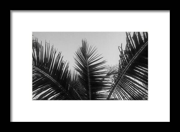 Tranquility Framed Print featuring the photograph Close-up of a palm tree branch by Jessica Carnahan / FOAP