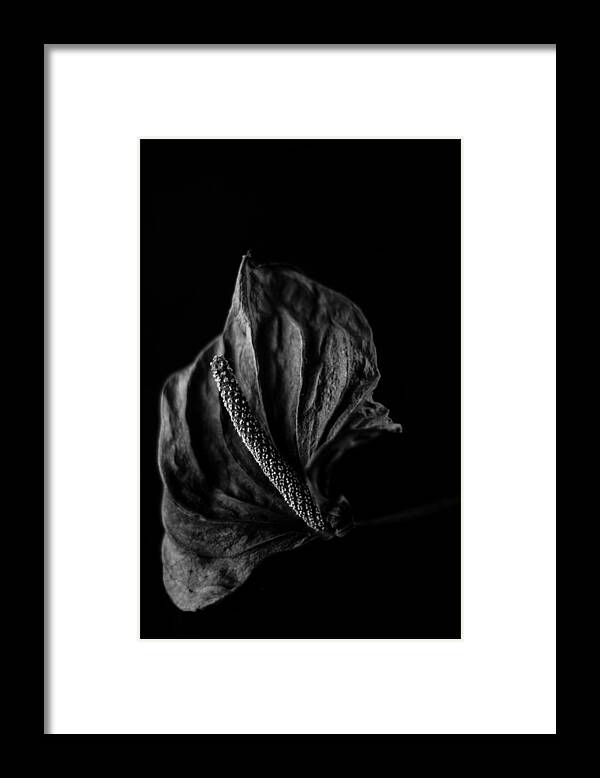 Fragility Framed Print featuring the photograph Close-up of flamingo lily flower by Sami and Ida / FOAP