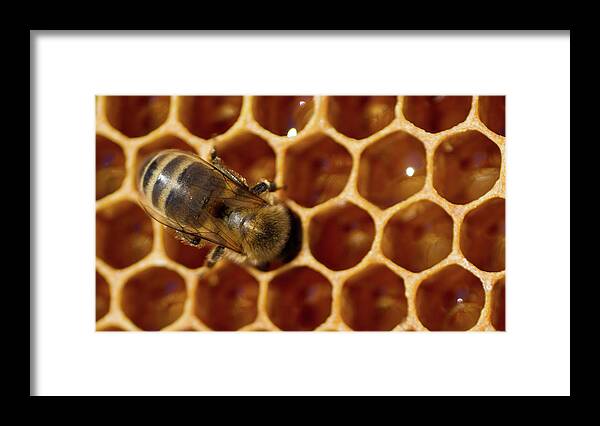 Animal Framed Print featuring the photograph Close-up of one bee on honeycomb by Jean-Luc Farges