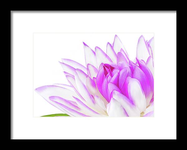 Lotus Framed Print featuring the photograph close up of the Lily pink on white by Severija Kirilovaite