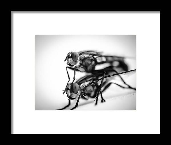 Insect Framed Print featuring the photograph Close-up of two flies by Photolecious photolecious / FOAP