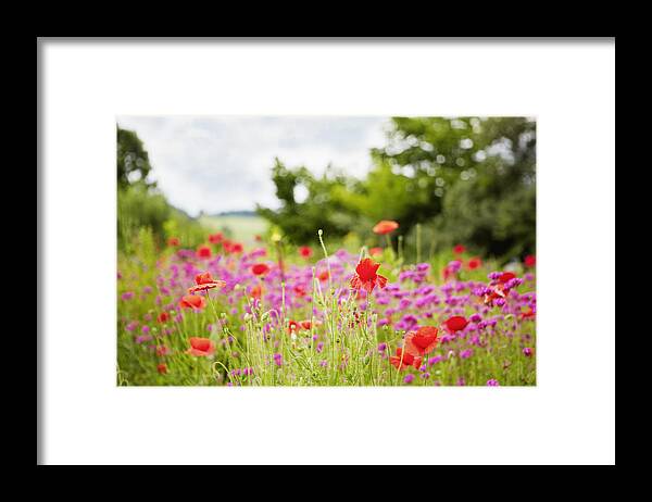 Tranquility Framed Print featuring the photograph Close up of wildflowers in field by Cultura RM Exclusive/Stephen Lux