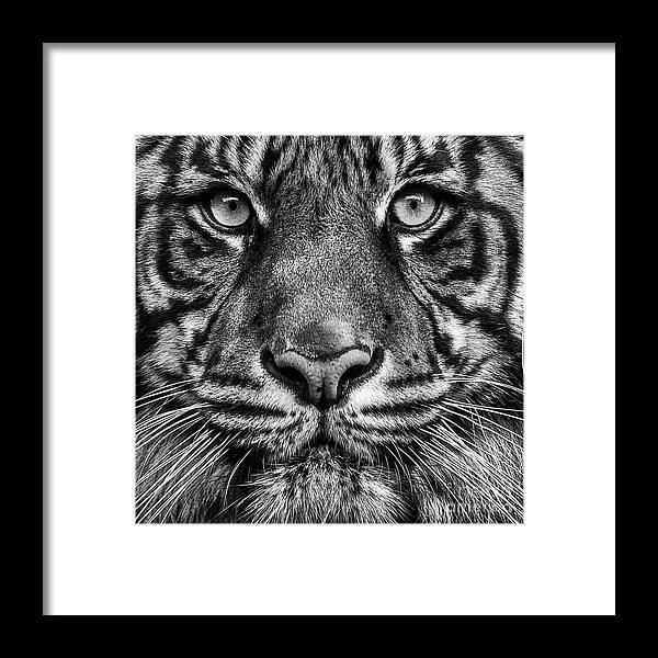 Tiger Framed Print featuring the photograph Close up Tiger Portrait by Sonya Lang