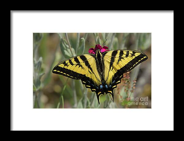 Lepidoptera Framed Print featuring the photograph Close-up Western Tiger Swallowtail by Nancy Gleason