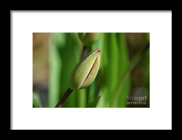 Tulip Framed Print featuring the photograph Closed Tulips 2022 1A by Philip Lehman