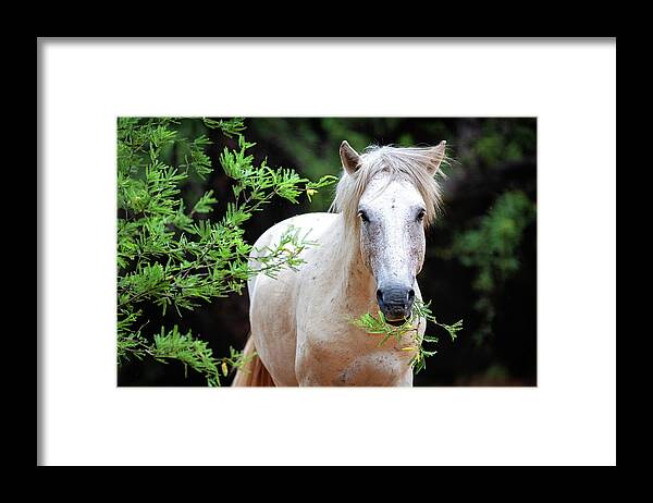 Horse Framed Print featuring the photograph Closeup Beautiful White Wild Horse by Good Focused