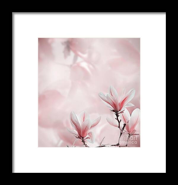 Magnolia Framed Print featuring the photograph Closeup of blooming magnolia tree in spring by Jelena Jovanovic