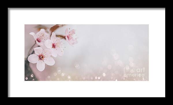 Blossom Framed Print featuring the photograph Closeup of cherry blossom flower on bokeh pastel background. Mac by Jelena Jovanovic