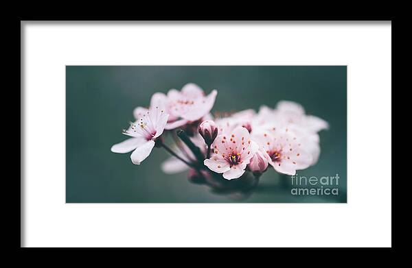 Blossom Framed Print featuring the photograph Closeup of spring blossom flower on dark bokeh background. by Jelena Jovanovic