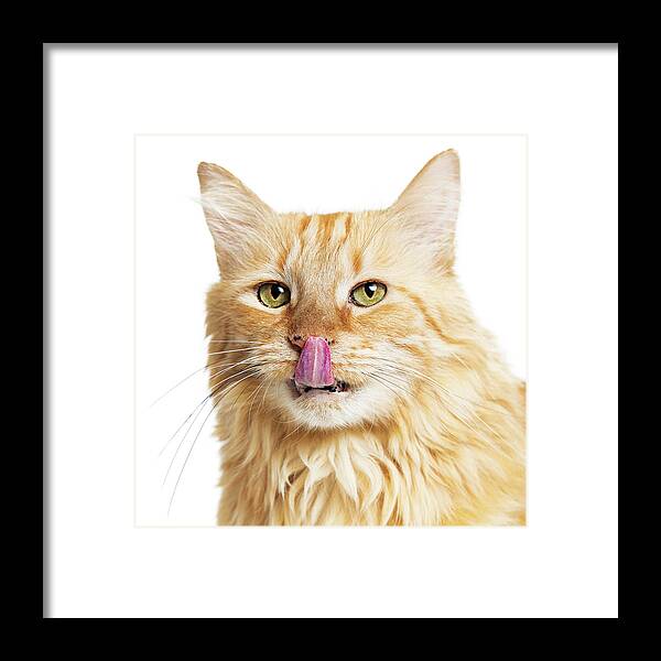 Animal Framed Print featuring the photograph Closeup Orange Hungry Cat Over White by Good Focused