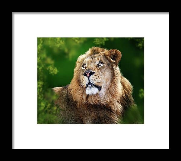 Lion Framed Print featuring the photograph Closeup Young Male Lion by Good Focused