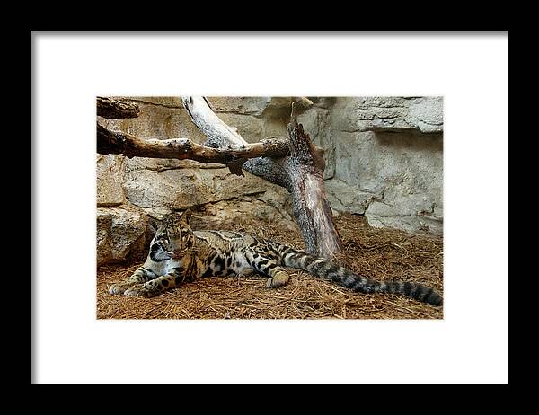 Clouded Leopard Framed Print featuring the photograph Clouded Leopard by Melissa Southern