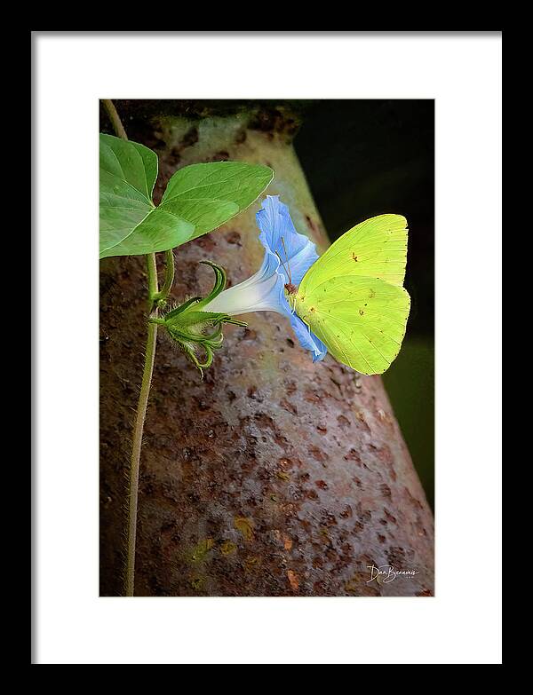 Butterfly Framed Print featuring the photograph Cloudless Sulphur on Morning Glory #9978 by Dan Beauvais