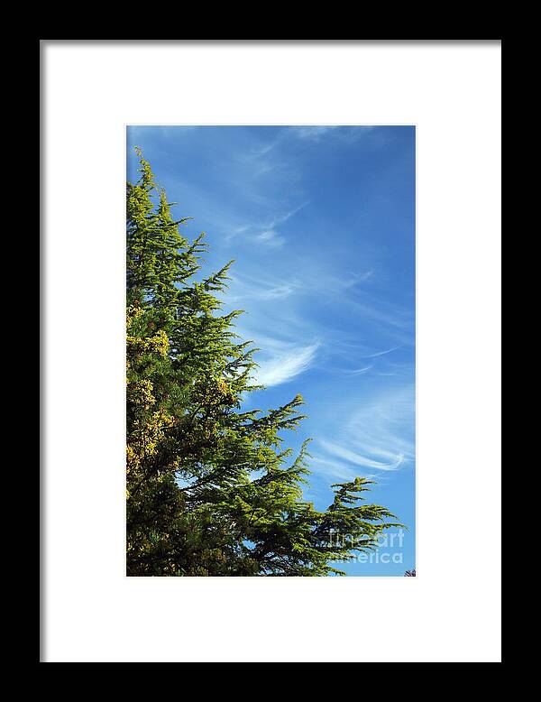 Clouds Framed Print featuring the photograph Clouds Imitating Trees by Kimberly Furey
