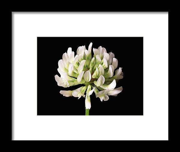 Clover Framed Print featuring the photograph Clover Bloom by Steven Nelson