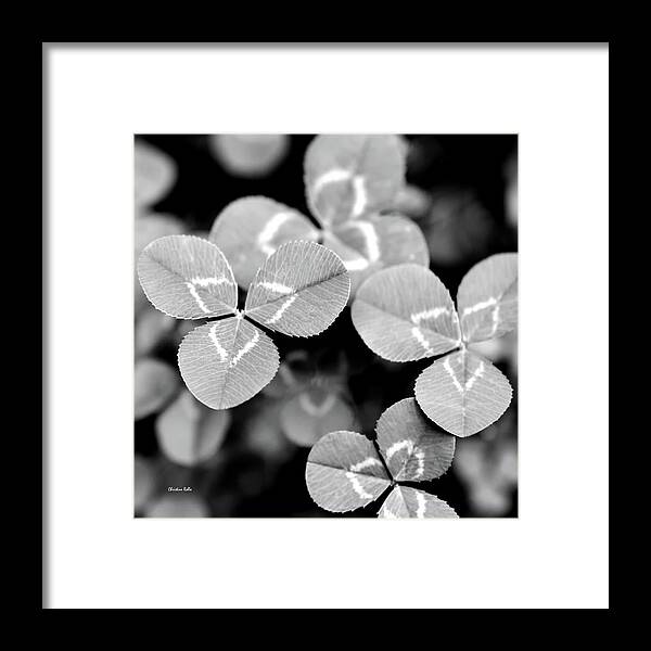 Clovers Framed Print featuring the photograph Clover Square by Christina Rollo