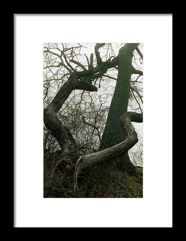 Fog Tree Forest Framed Print featuring the photograph Cnrt0414 by Henry Butz