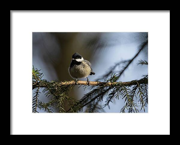 Coal Tit Framed Print featuring the photograph Coal Tiit by Eva Lechner