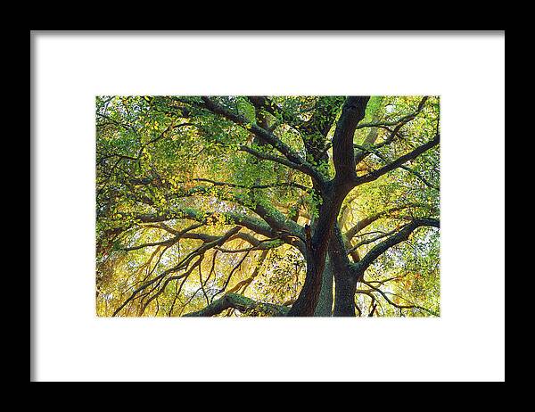 Backlight Framed Print featuring the photograph Coast Live Oak by Alexander Kunz