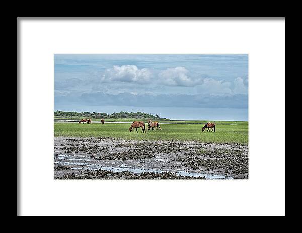Wild Framed Print featuring the photograph Coastal NC Wild Horses by Fon Denton