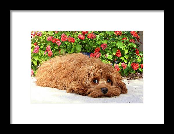 Animal Framed Print featuring the photograph Cockapoo Laying by Dawn Richards
